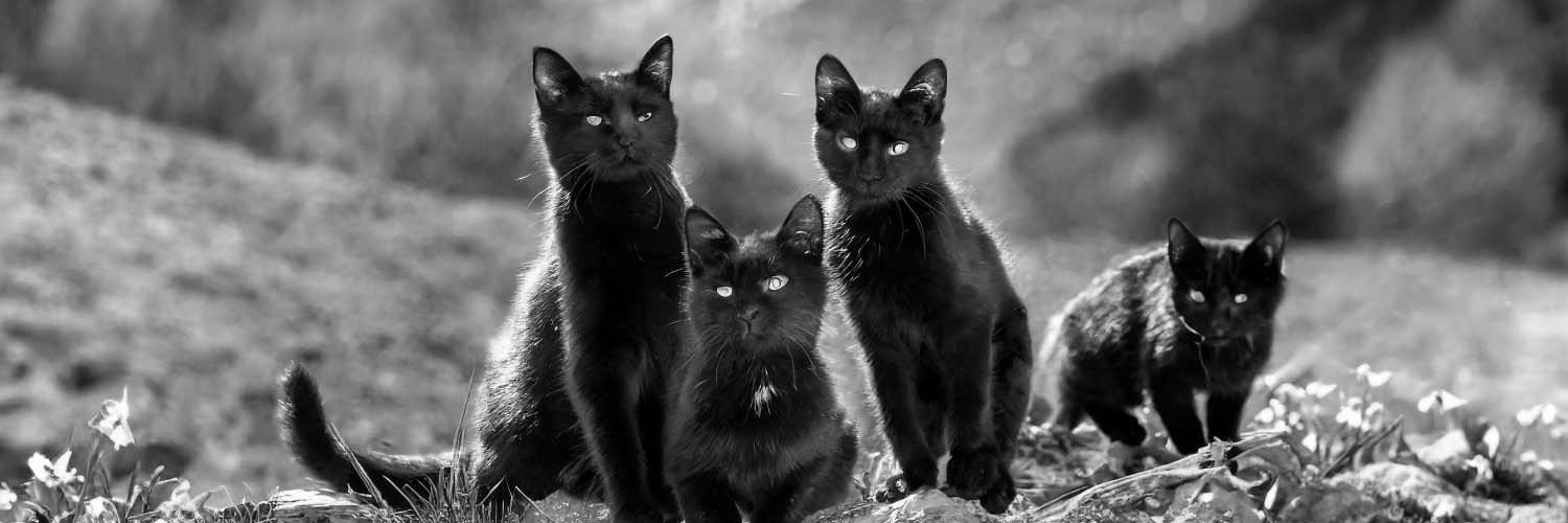 まあくん【黒猫肉球新党】 banner