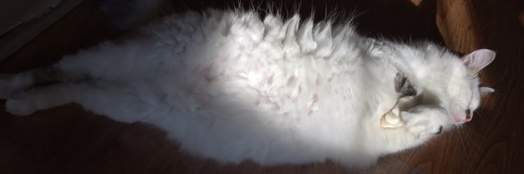 ellensussss's profile banner image