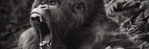 ThatYoungOG's profile banner image