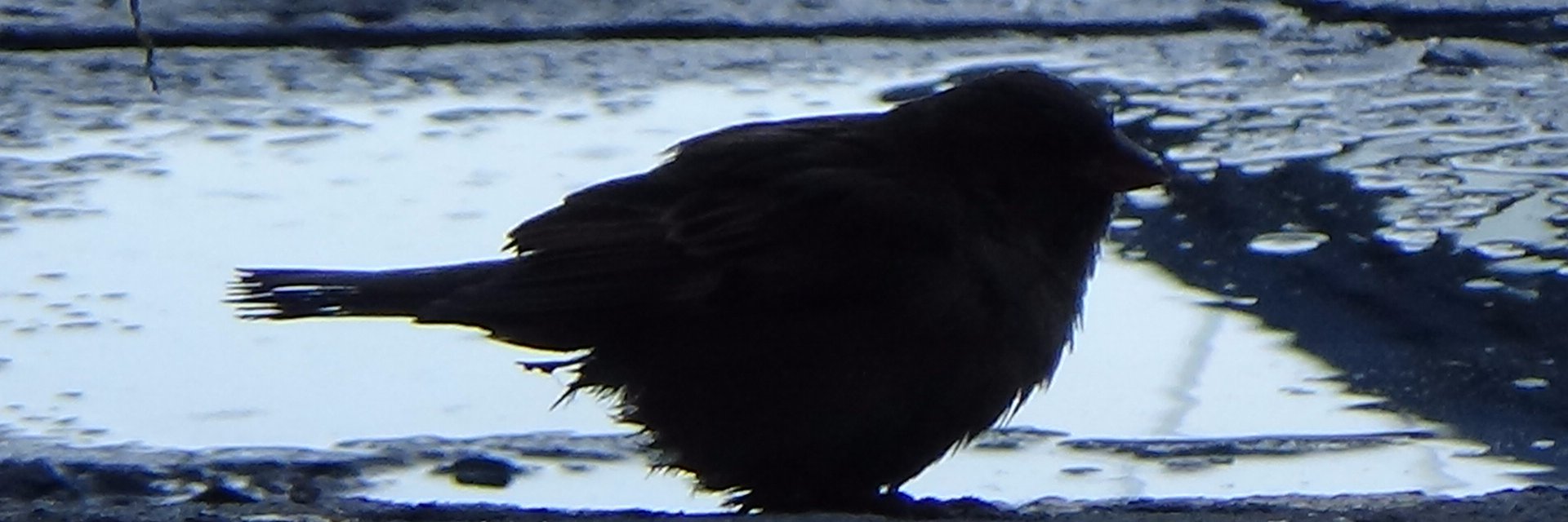 matthdelatorre's profile banner image
