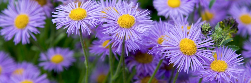 Excellent_foto's profile banner image