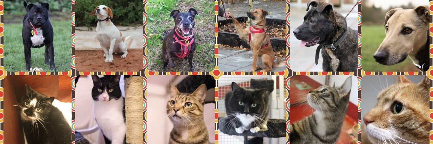 InNeedAnimals's profile banner image