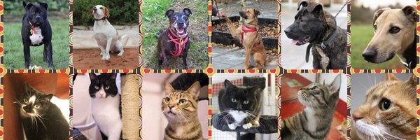 InNeedAnimals Profile Banner