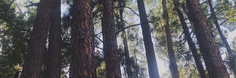 Hailey Minton banner