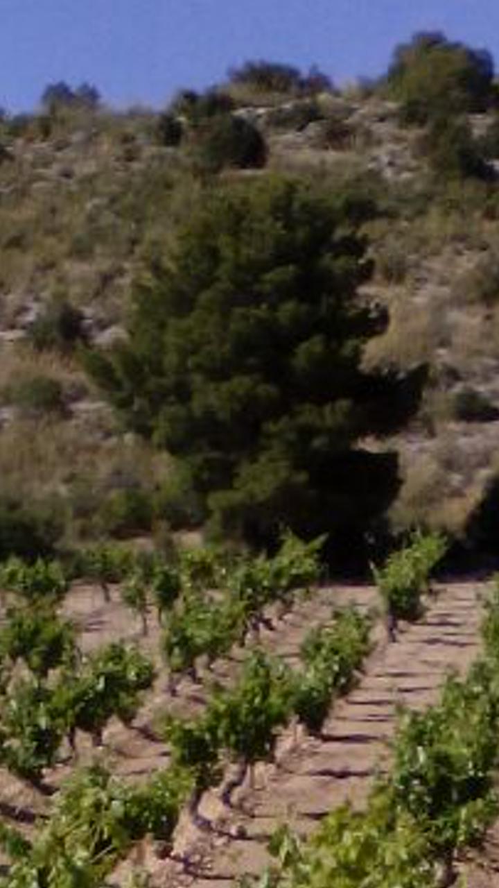 BodegasPigar's profile banner image