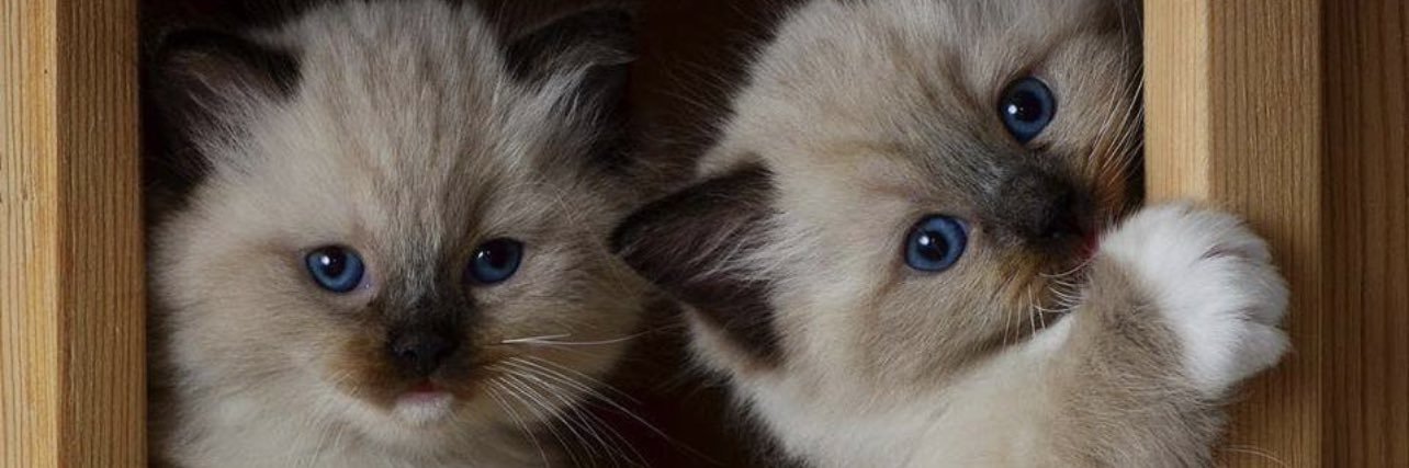 princessa_kitt's profile banner image