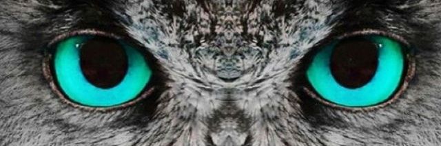 carolinaguevar3's profile banner image