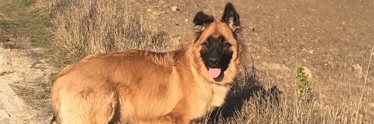 Olivier🇫🇷 banner