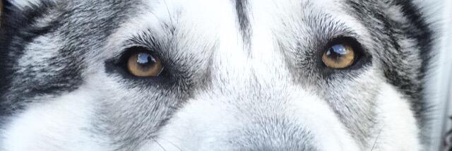 sparlings_'s profile banner image