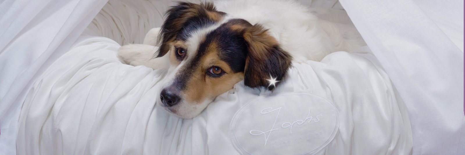 JophsDog's profile banner image
