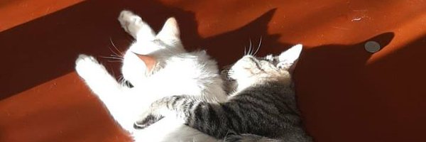 FioLimongi Profile Banner