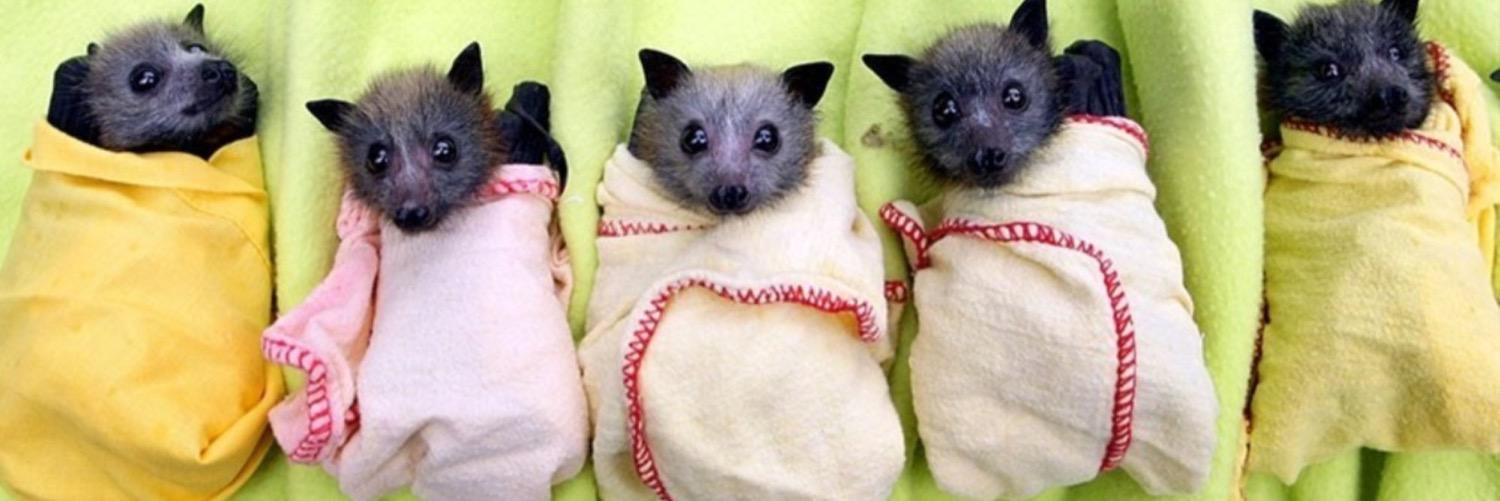 blanketanimals's profile banner image