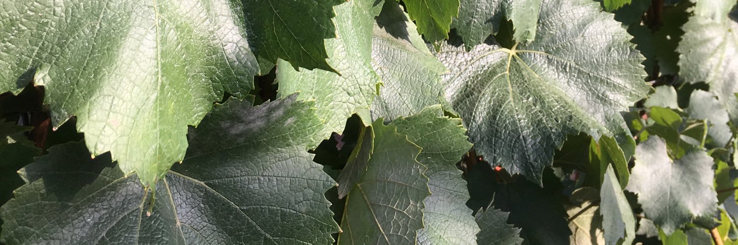 Sarah Lowder, PhD banner