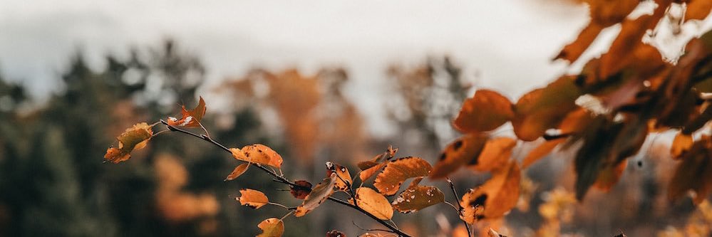 sonqbirds's profile banner image