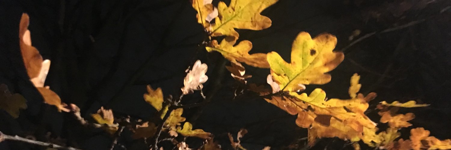 dominiccoop's profile banner image