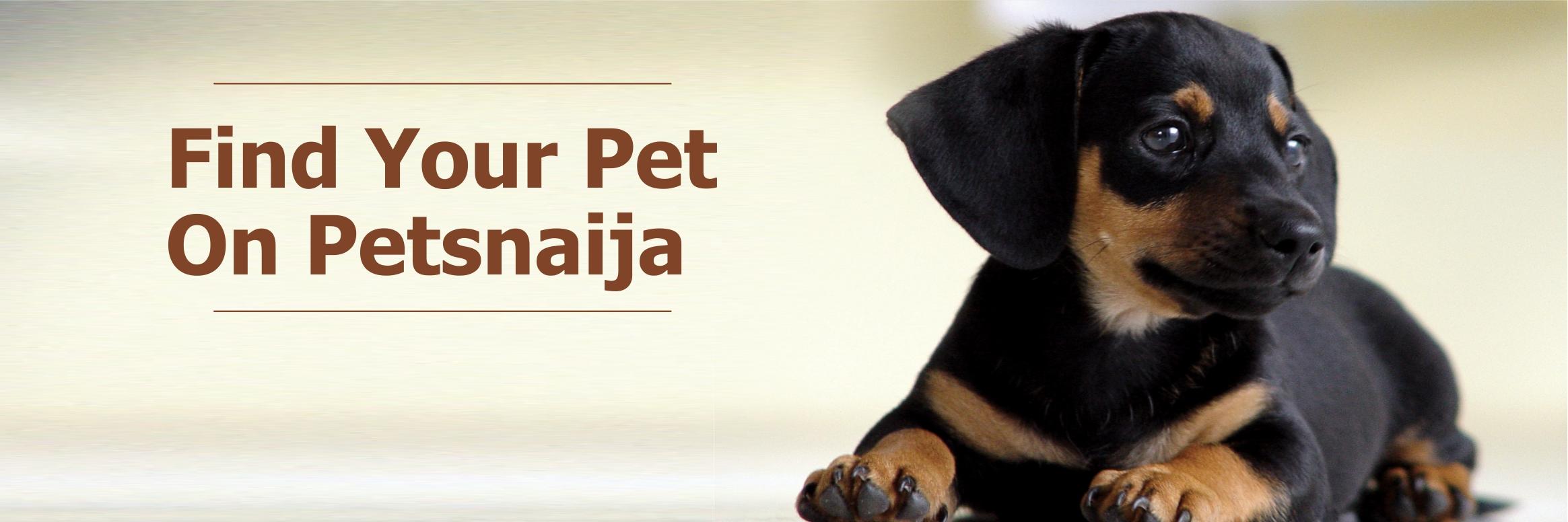Petsnaija's profile banner image