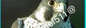 shaef511's profile banner image