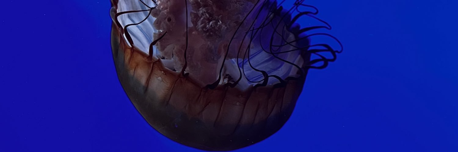 lilBraad's profile banner image