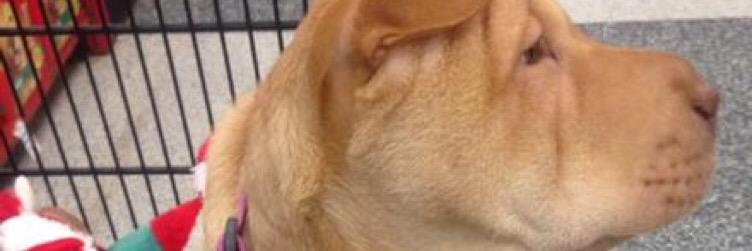 Ginger_pei's profile banner image