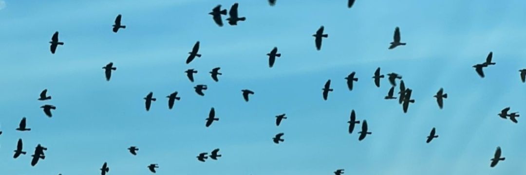 aylingurunn's profile banner image