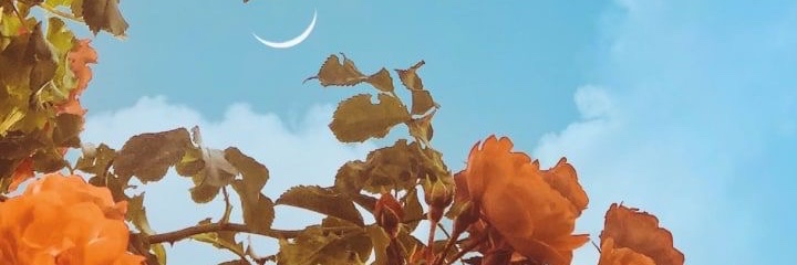 vidadefii's profile banner image