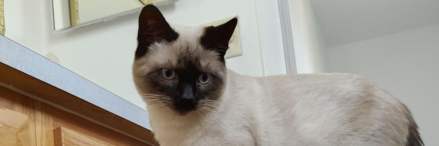 Fitsu the Guac Guy banner