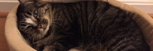 howardgwang Profile Banner