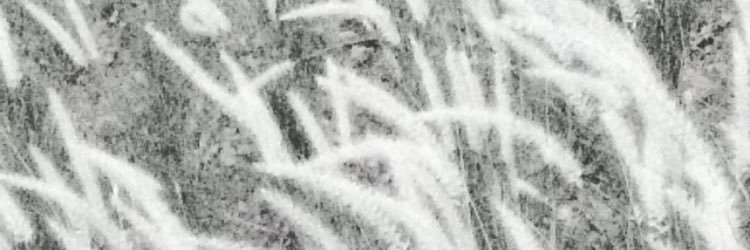 janemekv's profile banner image