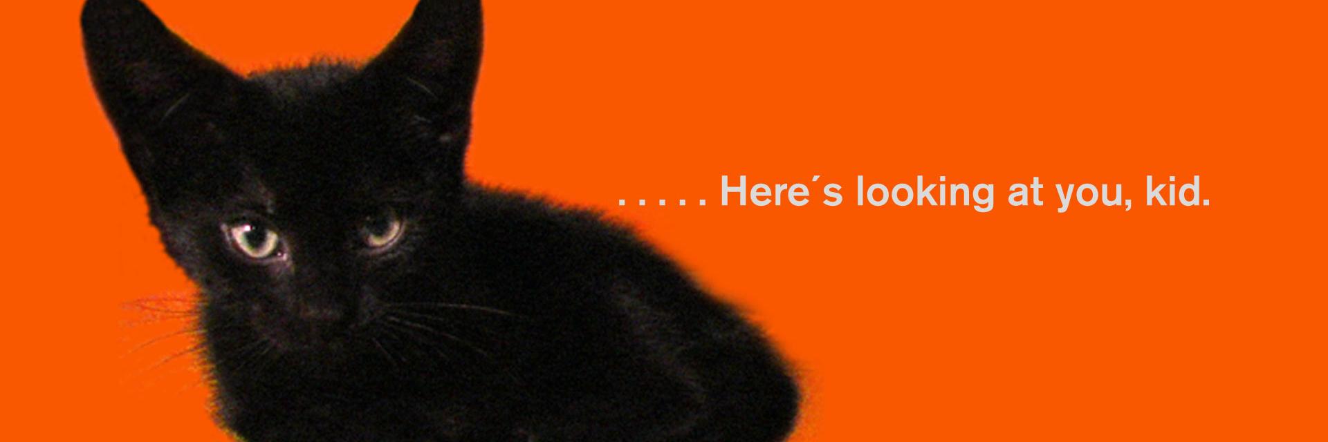 PlaceboKatz's profile banner image