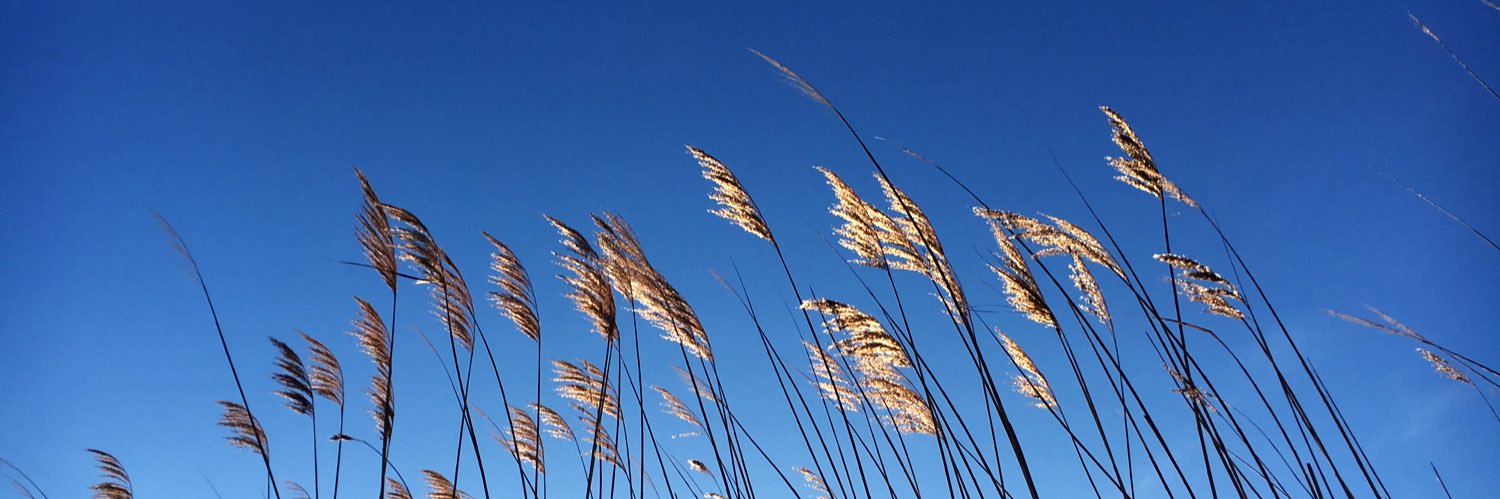 MeGaudriault's profile banner image