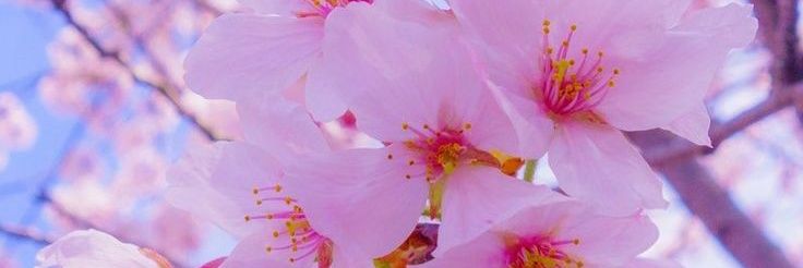 dragonfruit020's profile banner image