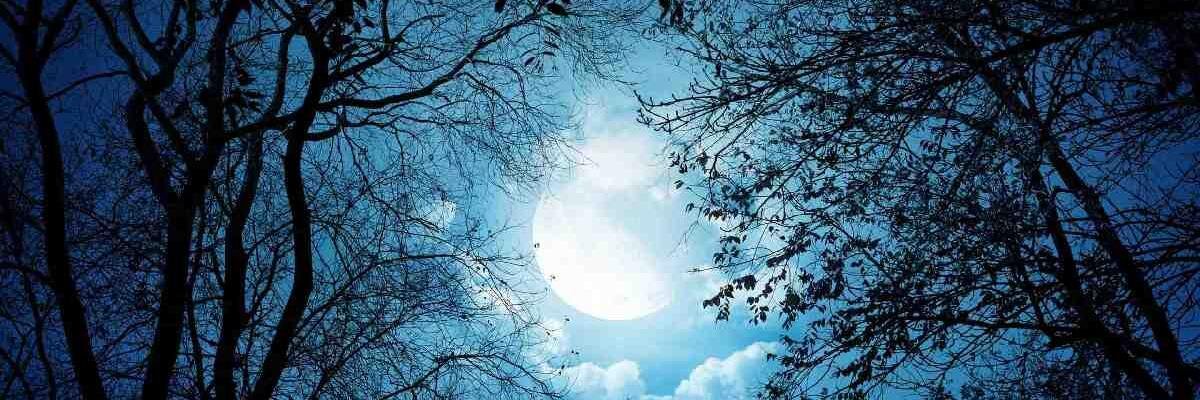 Aneshree Paul banner