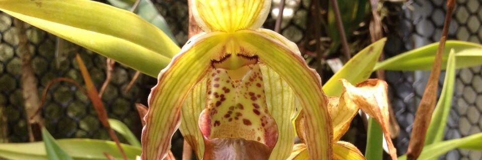 Funcor_Orquidea's profile banner image