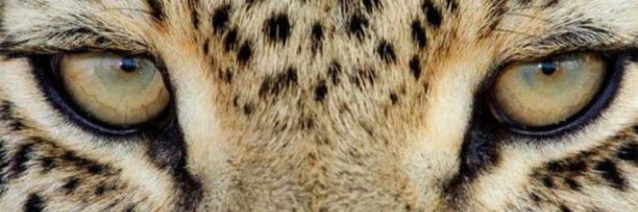 amora_moreno's profile banner image