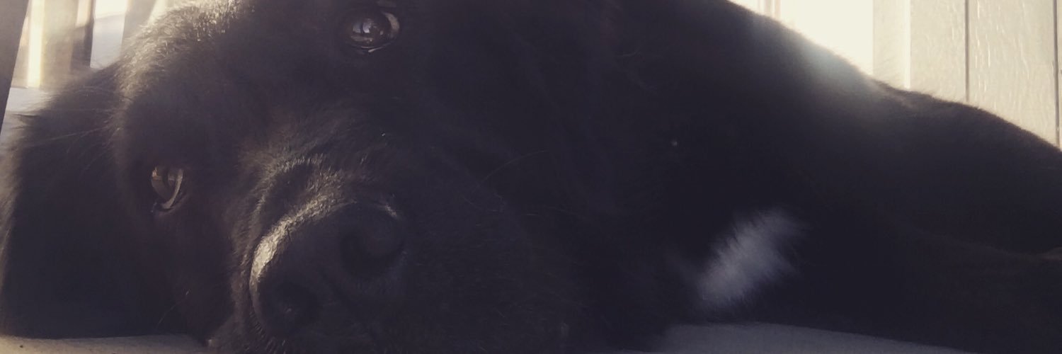 SarahLu11's profile banner image