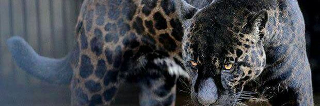 Sher8iAna's profile banner image