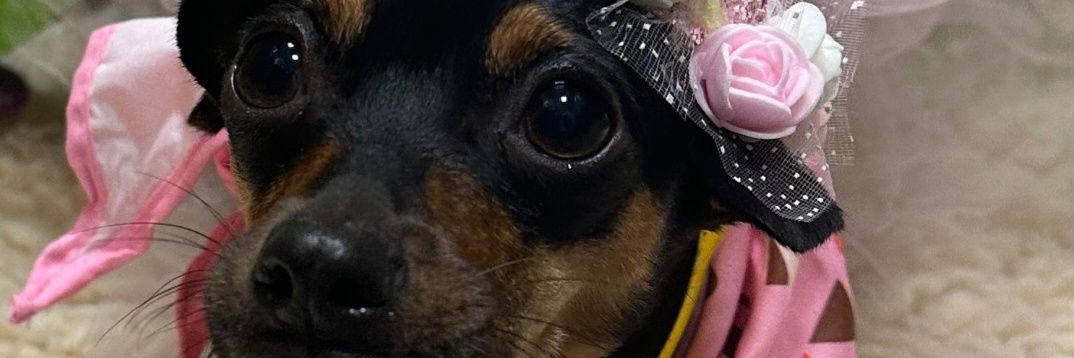 dvvinson's profile banner image