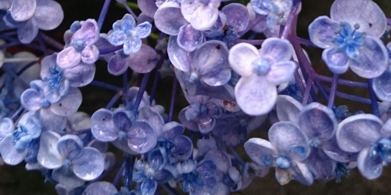AppleOfHydrogen's profile banner image