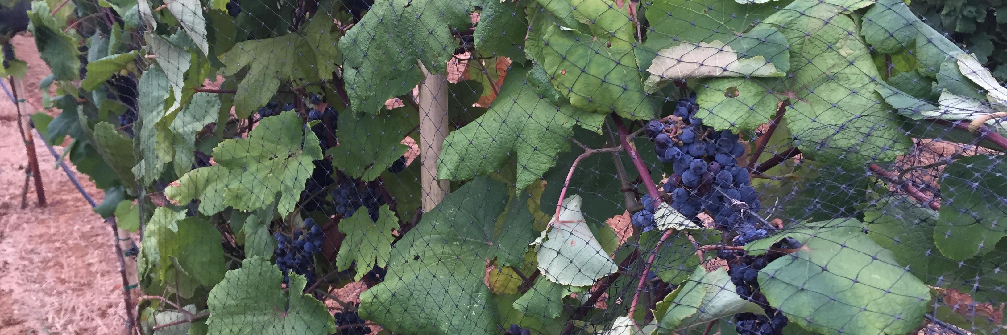 LubbockWines's profile banner image
