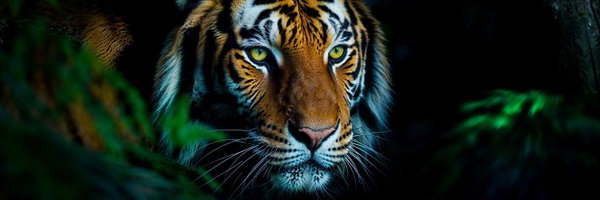 chinchat09 Profile Banner