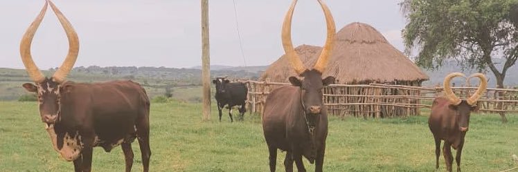 Kampala Allan banner