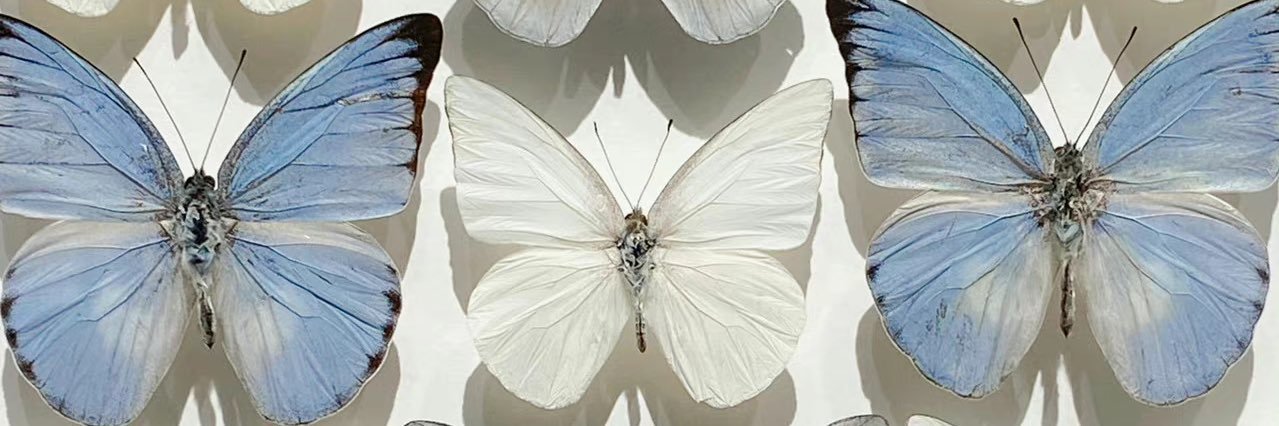 Iris127 banner