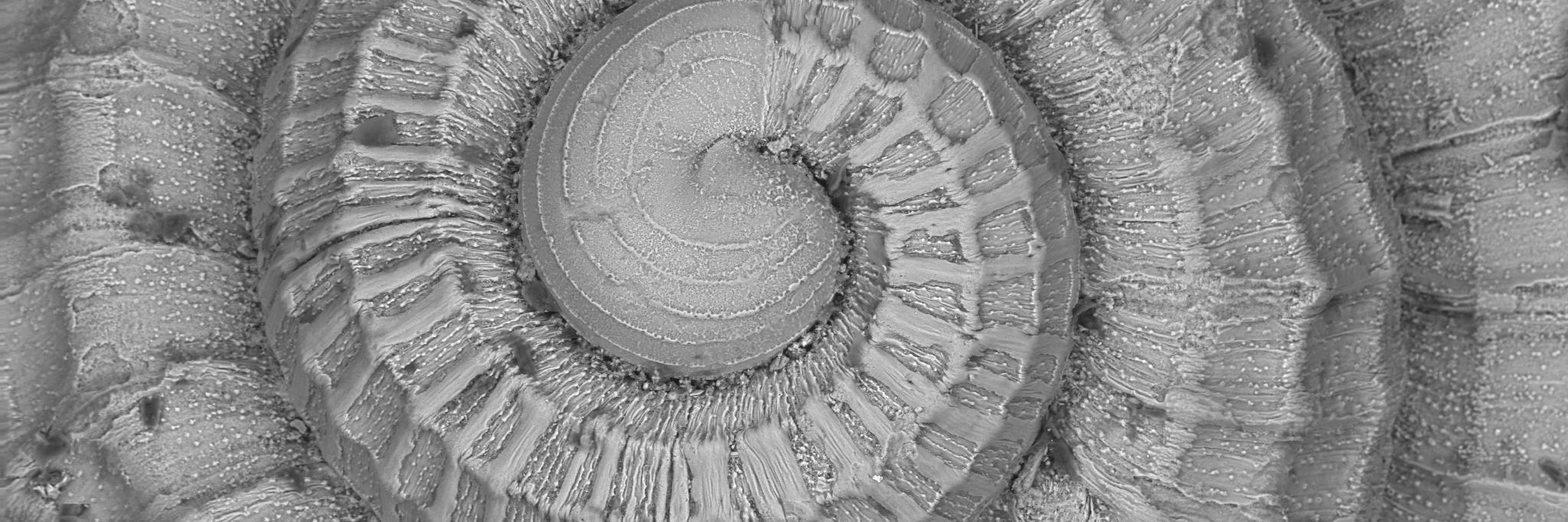 Suzanne Williams banner