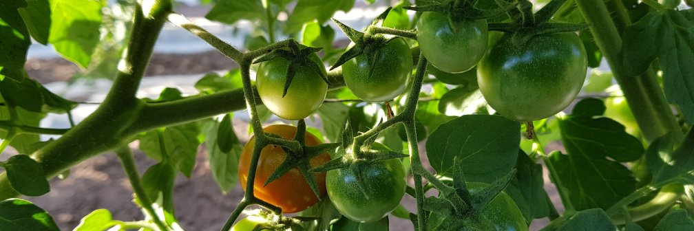 Sunripe Tomatoes banner