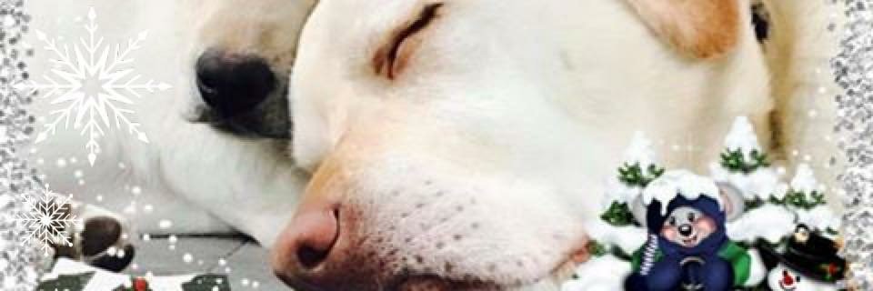 AmandaTraynor3's profile banner image