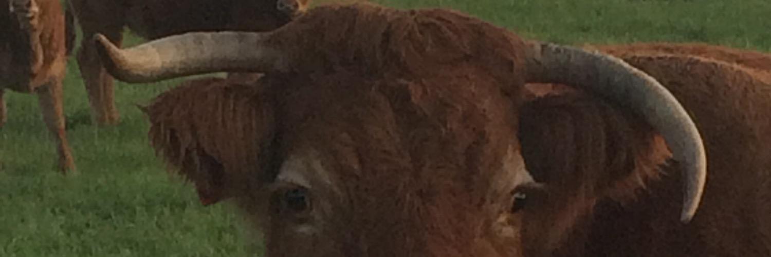 vennenhof's profile banner image