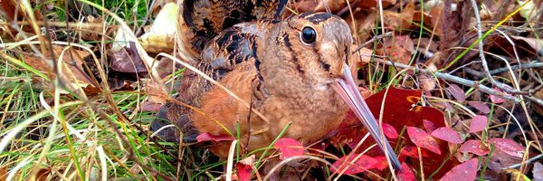 RGS_AWS Profile Banner