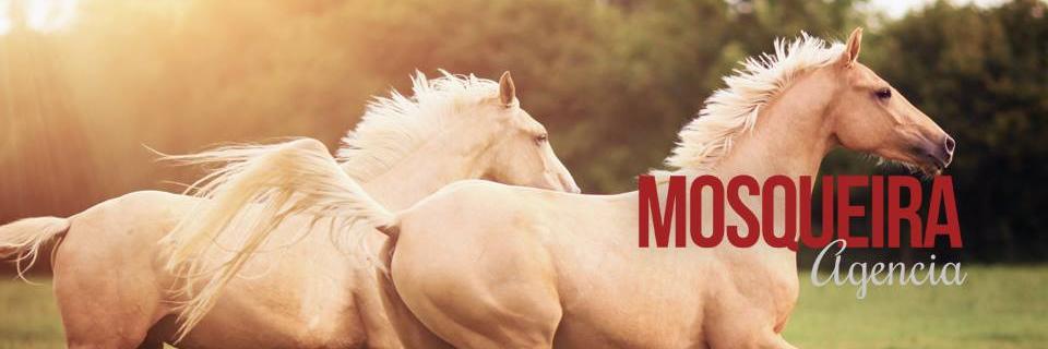 PublicidadMos's profile banner image
