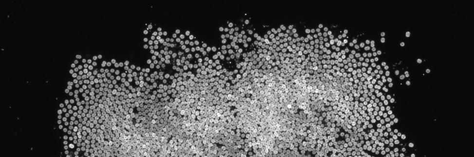 Melissa Duhaime banner