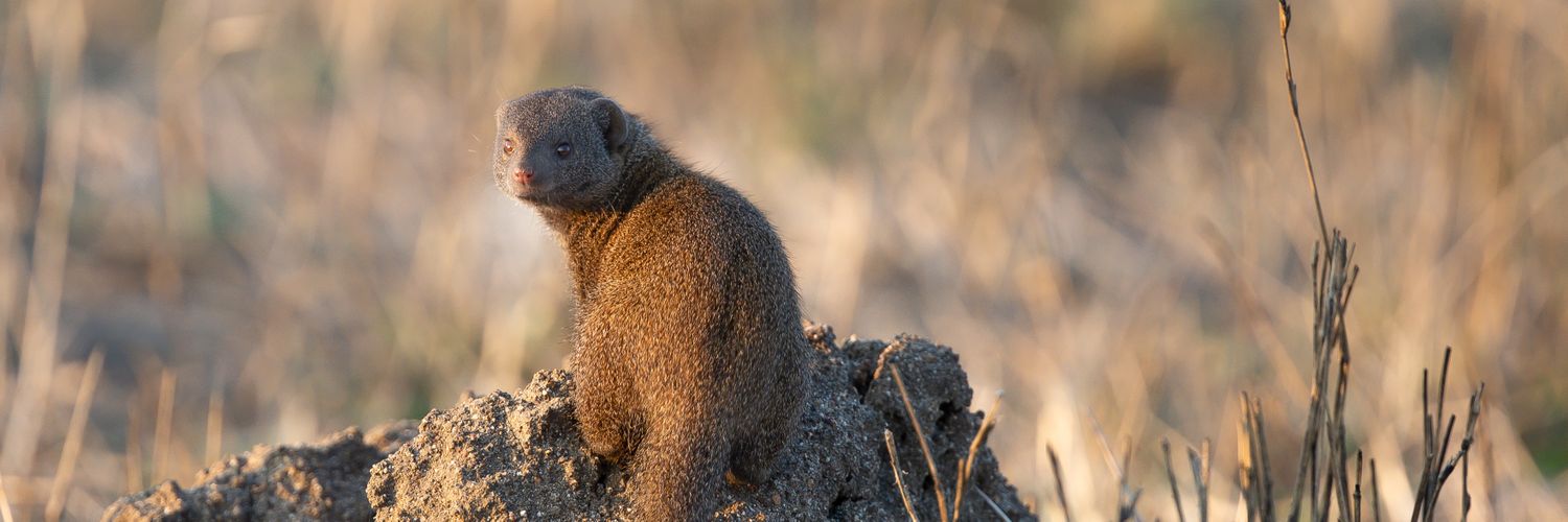 Gabriel Sithole🇿🇦 banner